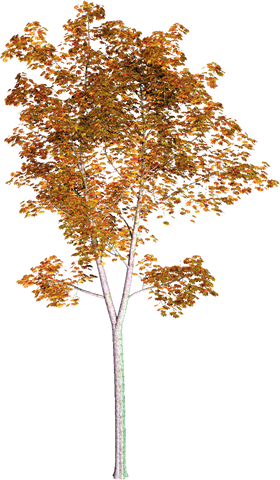 Tree-087 - Tree (280x480)