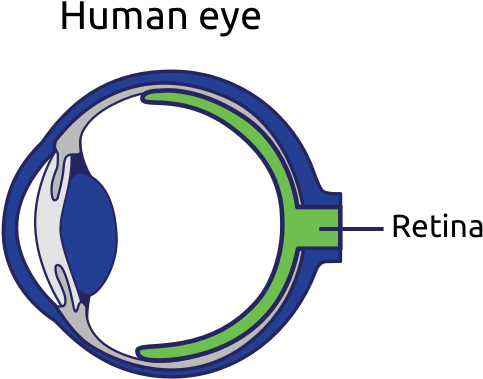 Human Eye Graphic - Circle (500x380)