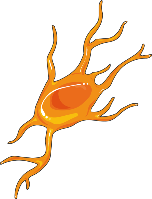 Neuroblast - Prostaglandin-endoperoxide Synthase 2 (521x680)