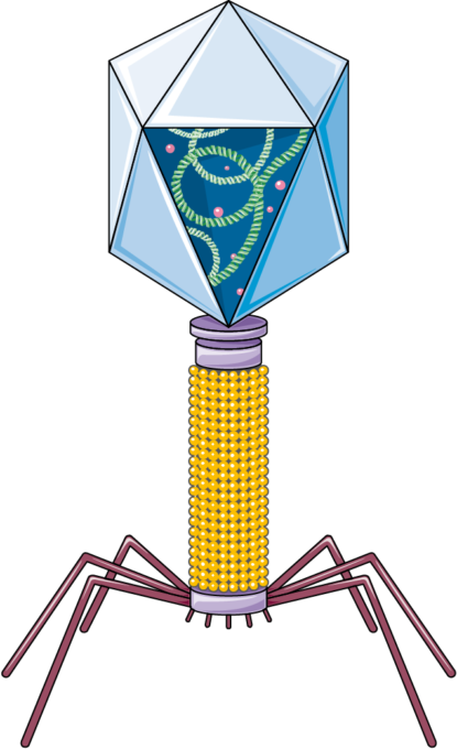 Bacteriophage - Bacteriophage Transparent (415x680)