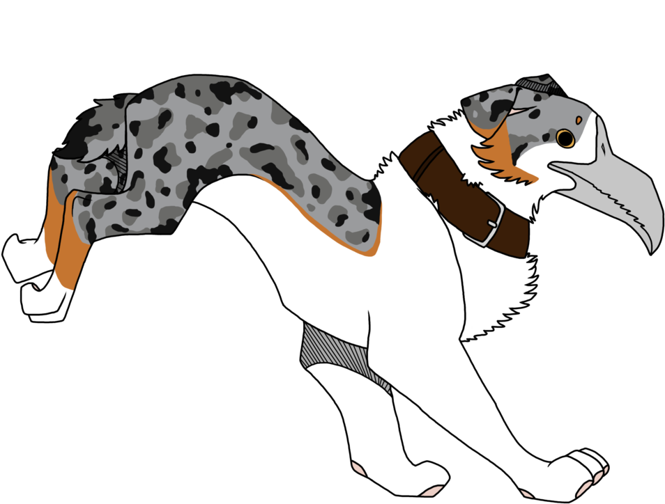 Tan Point Blue Merle (986x811)