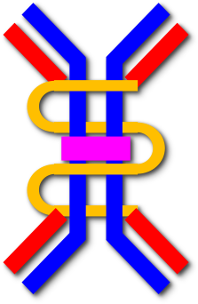 Dimeric Iga Schematic - Iga Antibody (300x424)
