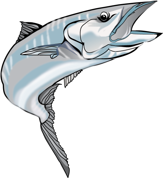 Kingfish Png (566x589)