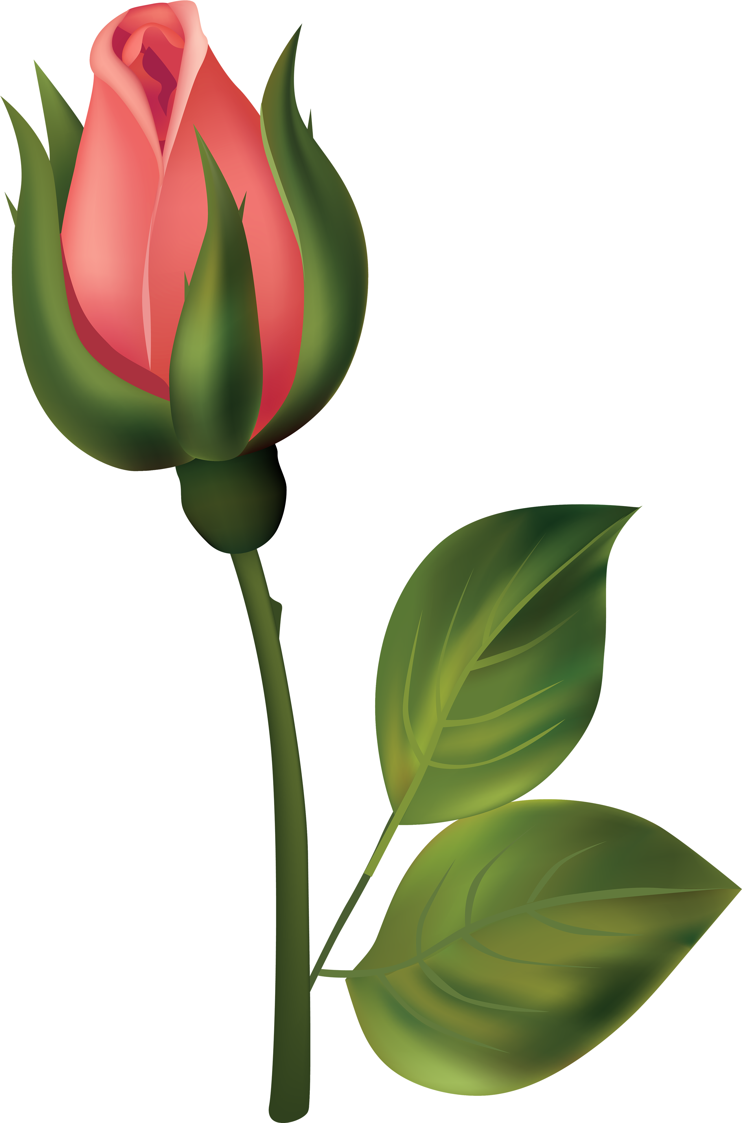 Stem Red Rose Bud Png Clipart - Rose Buds Clip Art (2644x4000)