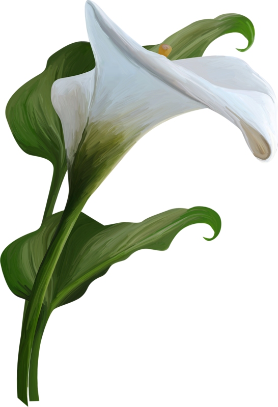 Calla Lily Transparent Background (546x800)