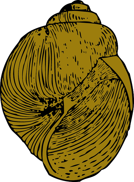 Color Brown, Colored, Snail, Shell, Mollusk, Conch, - Seashell (471x640)