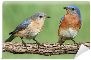 Eastern Bluebird (400x400)