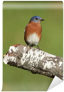 Eastern Bluebird (400x400)