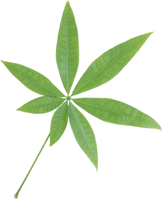 Isolated Star Green Leaf - Leaf Transparent (400x400)
