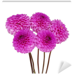 Dahlia (400x400)