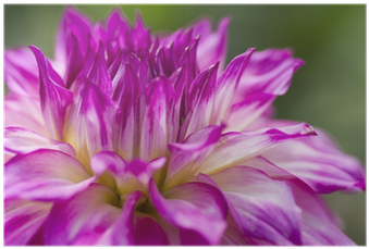 Dahlia (400x400)