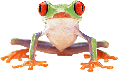 Croaking Birthday Frog Card (400x400)
