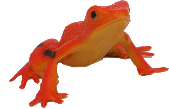 Scared Stiff Frog - True Frog (613x437)