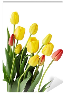 Tulip (400x400)