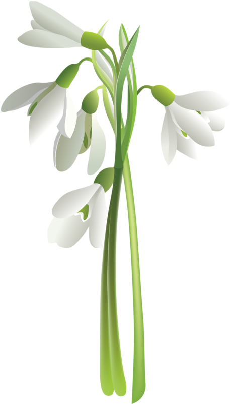 Flower Vector (473x800)