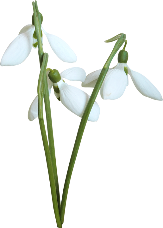 Snowdrops - Подснежники На Прозрачном Фоне (574x800)