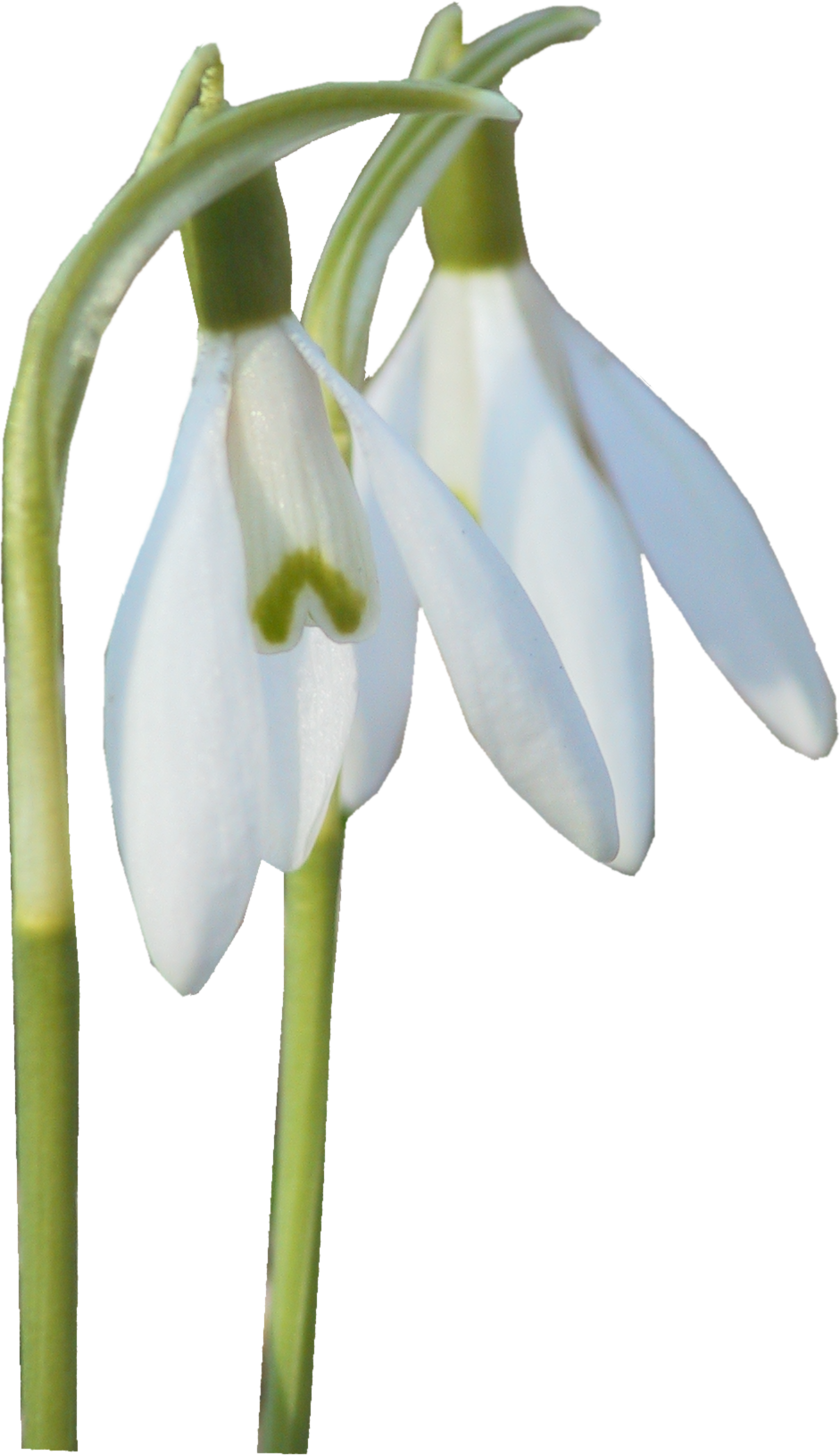Yükle Snowdrop - Snowdrop (941x1629)