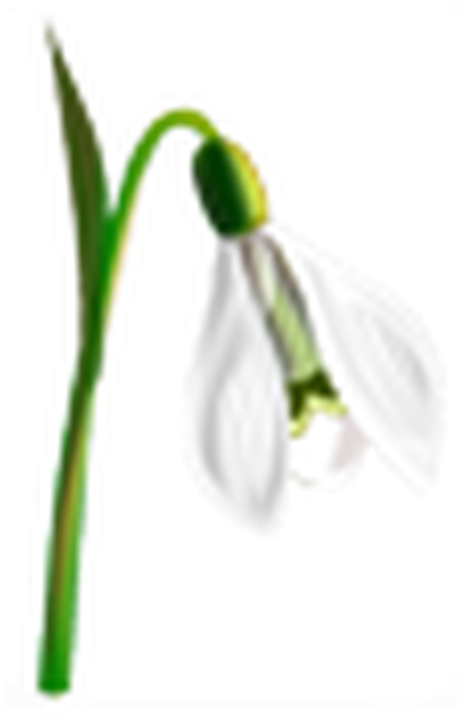 Year 5 - Snowdrop Clipart (900x1272)