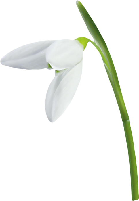 Скрап Набор " В Гостях У Пасхального Кролика " - Snowdrop (483x699)