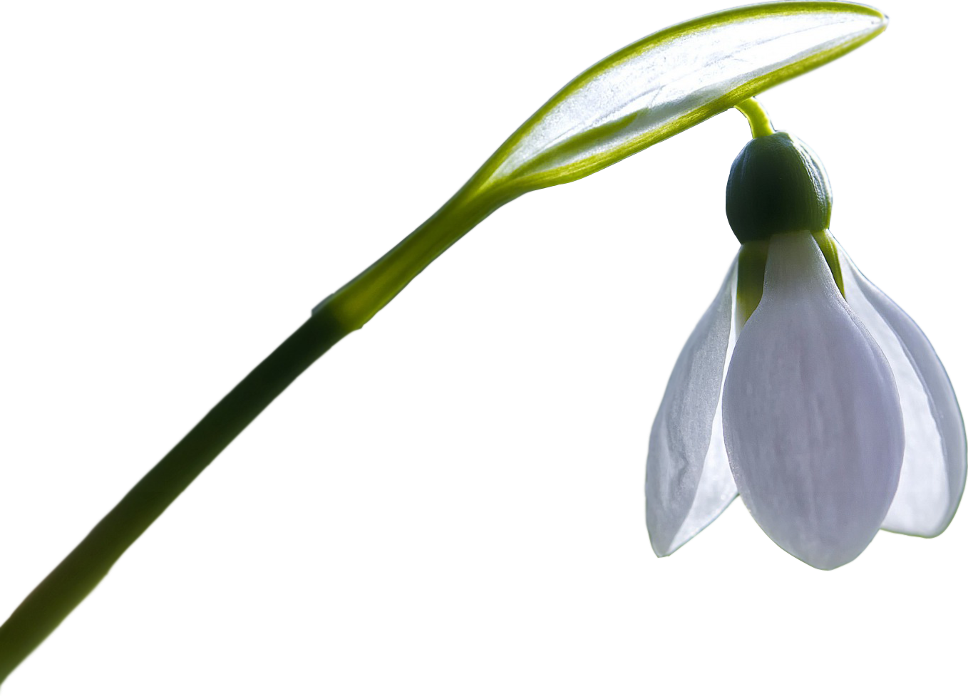 У Нас Весна - Snowdrop (1358x977)