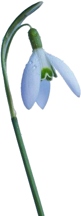 Fleurs - Schneeglöckchen (591x591)