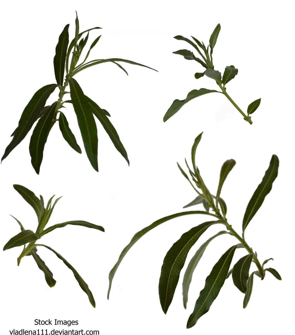 Free Spring Tree Branch Drawing - Russian Olive (1024x1169)