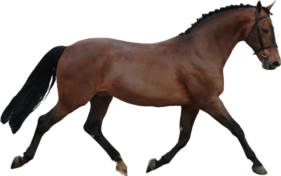 Horse With No Background (600x400)