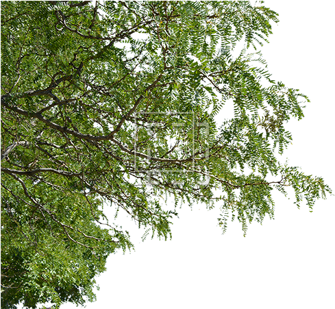 Foreground Trees Png (500x450)