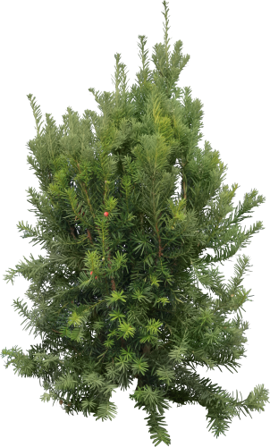Tree Branch - Cedar Tree Without Background (302x500)