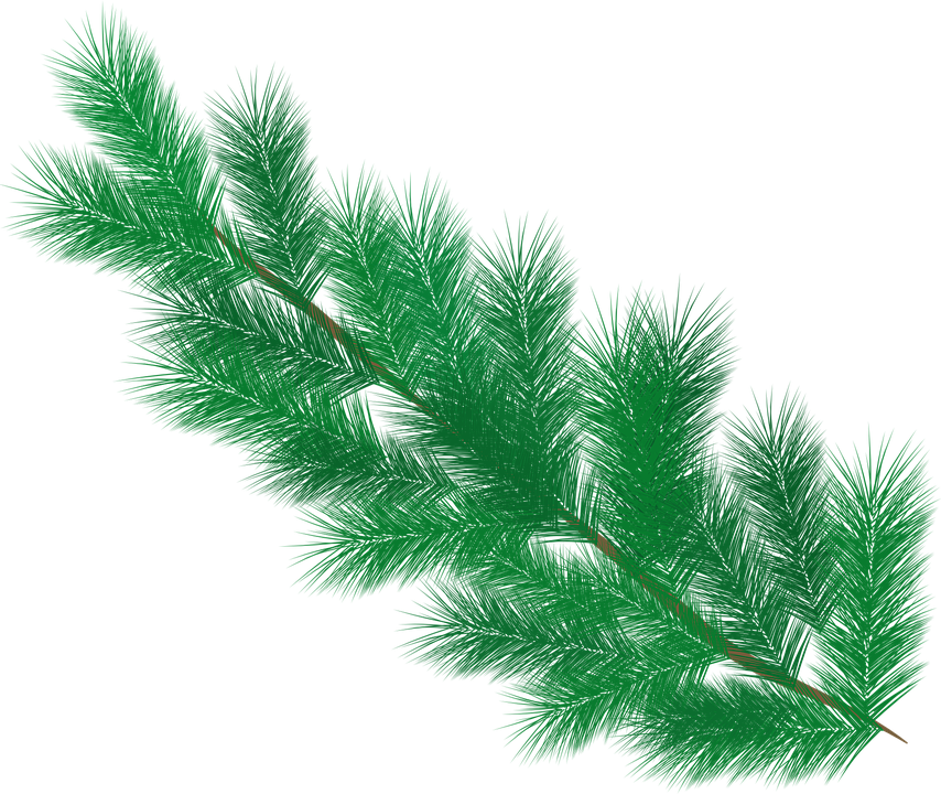 Pine Needles Png (854x720)