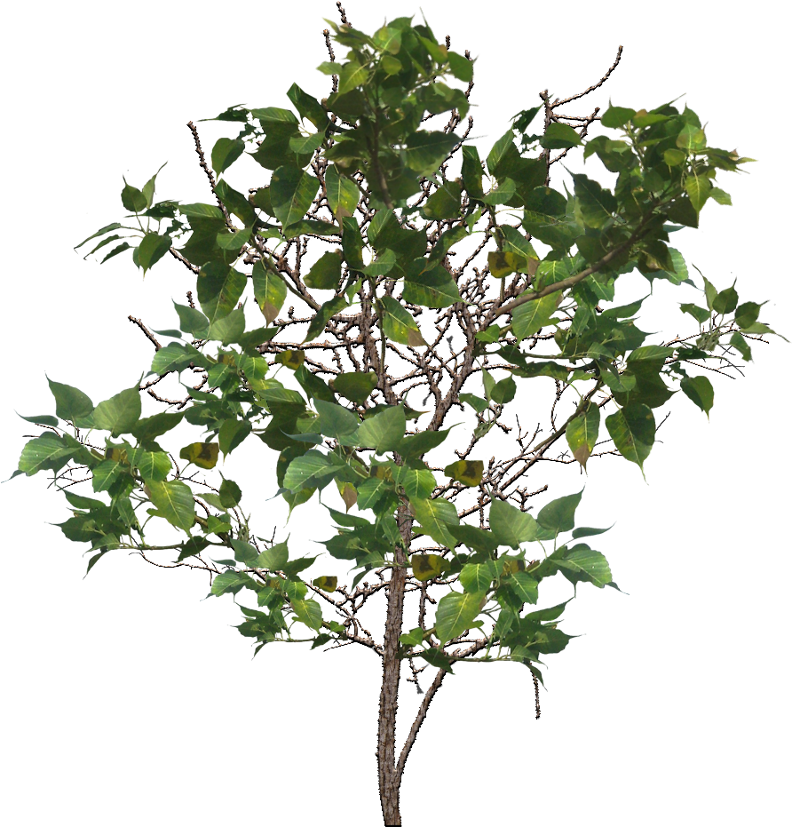 Tree Branch Png Image - Tree (1024x1024)