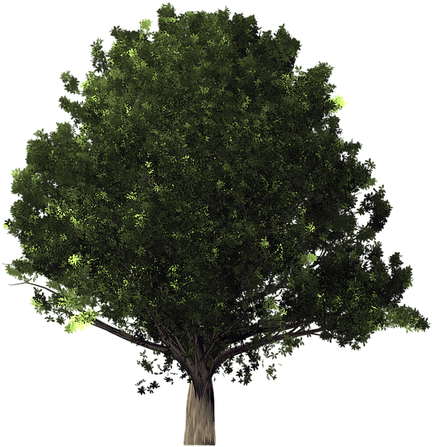 Transparent Background Tree Transparent (640x640)
