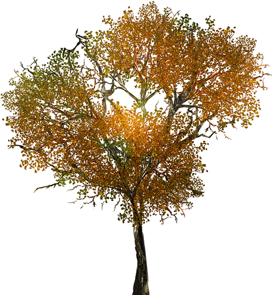 Textures On Behance Fall Tree Branch Png - Portable Network Graphics (600x600)