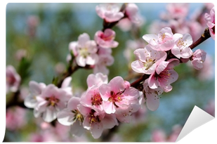Cherry Blossom (400x400)