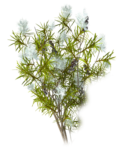 Tea Tree Scent-teatree - Tea Plant 3d (800x800)