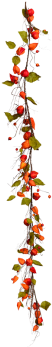 Physalis (350x350)