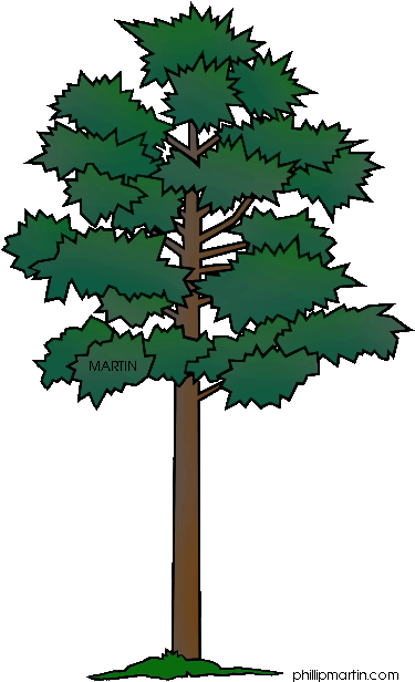 Pine Clipart Long Tree - Pine Tree Clip Art (386x648)