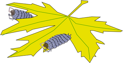 Image - Maple Leaf (450x274)