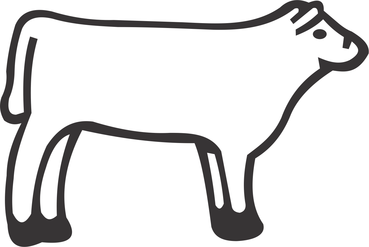 Heifer Steer - Heifer Steer (1277x855)