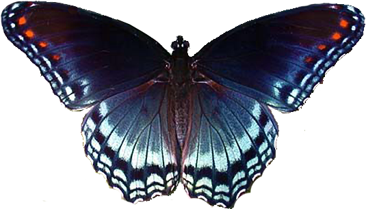 Image11 - Red Spotted Purple Butterfly (549x343)