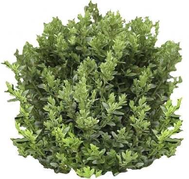 Boxwood Artificial (400x400)