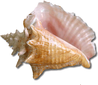 Campfire Template For Kids - Seashell (400x300)
