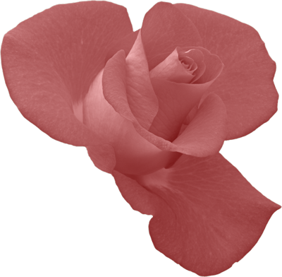 Rosebud - Rose (400x392)
