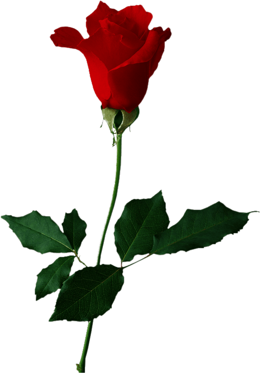 Rose Clip Art (568x800)
