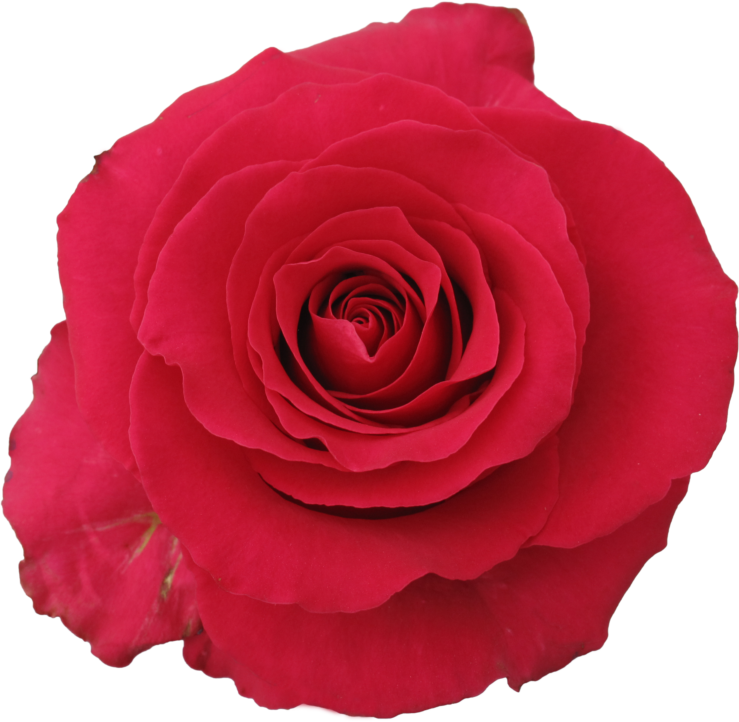 Rose Gotcha - Garden Roses (3526x2645)
