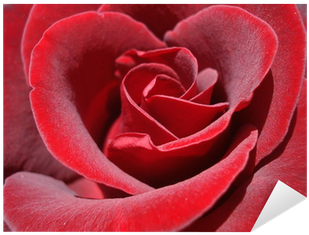 Garden Roses (400x400)