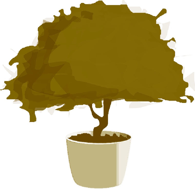 Mb Image/png - Bonsai (800x775)