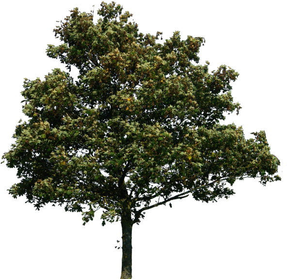 Trees Png (600x581)