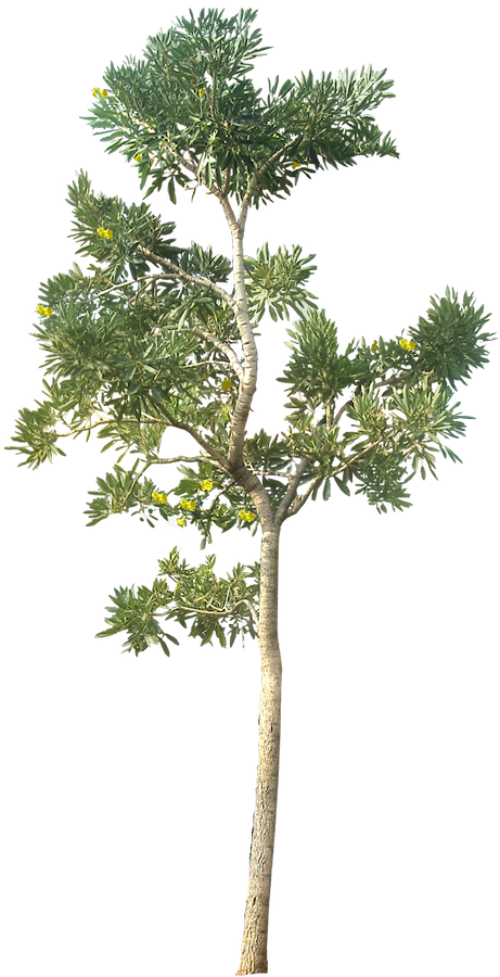 Tree Transparent Image - Tree Png (461x900)