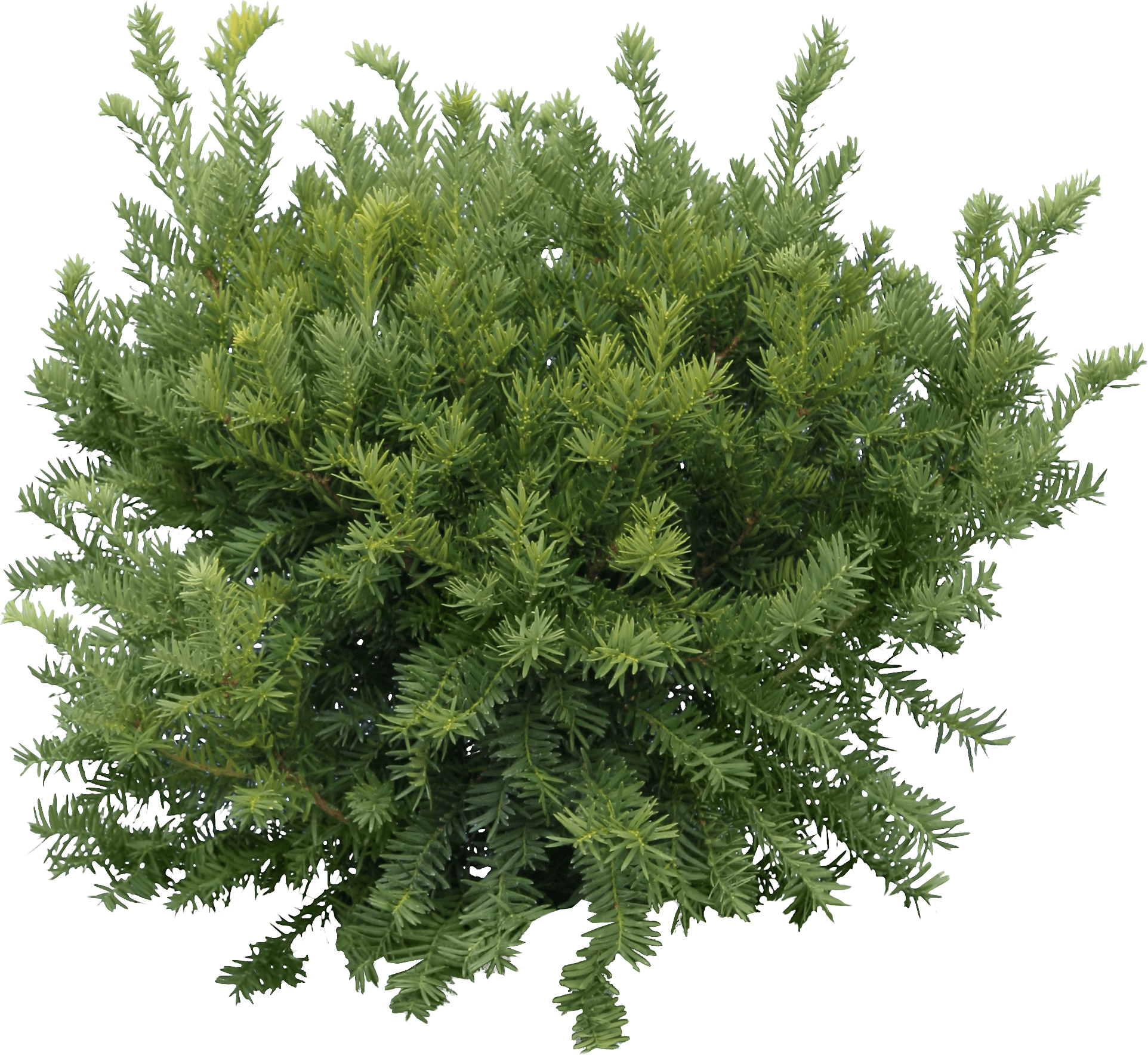 Bush Fir Tree - Tree Transparent (1924x1768)